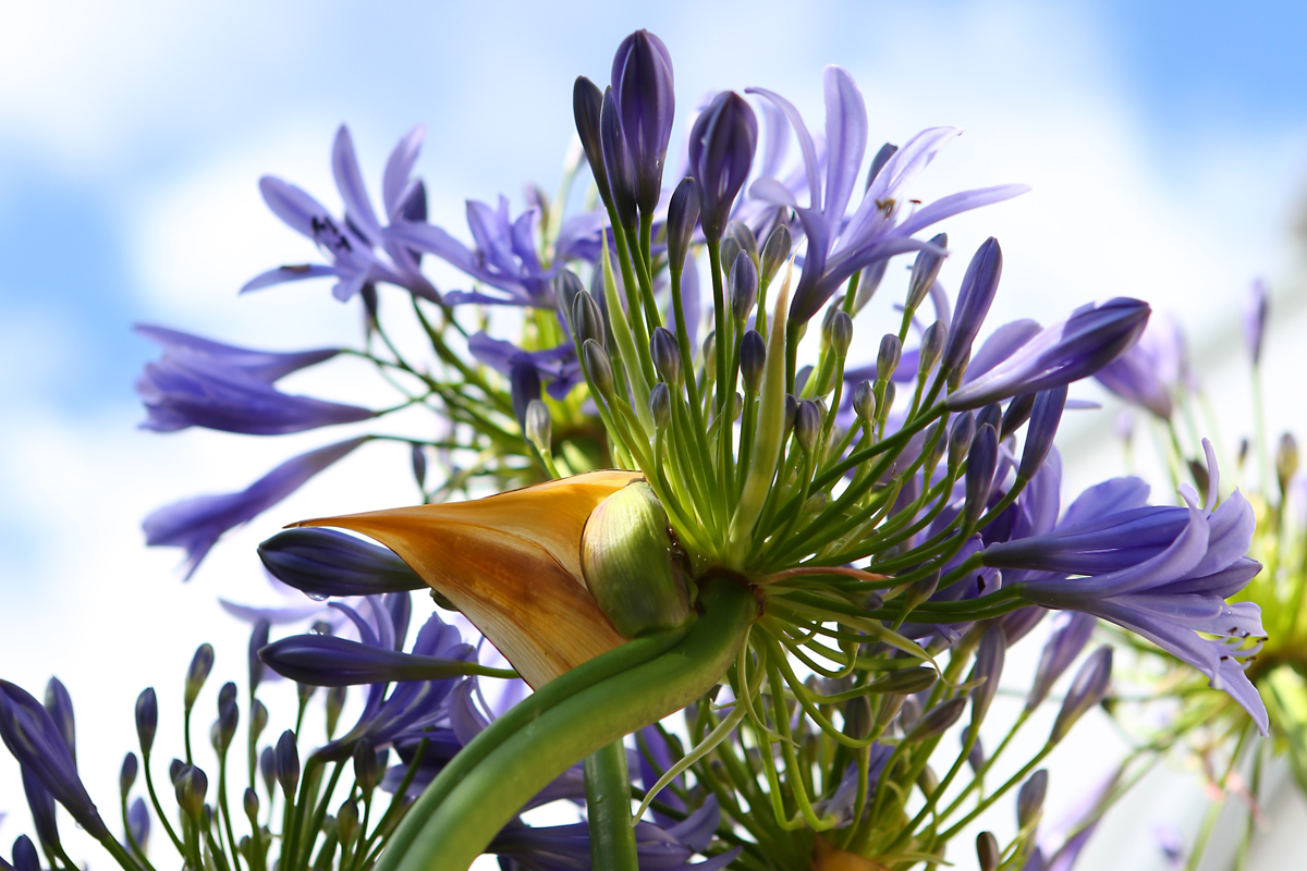Agapanthus the quintessential summer flowering perennial