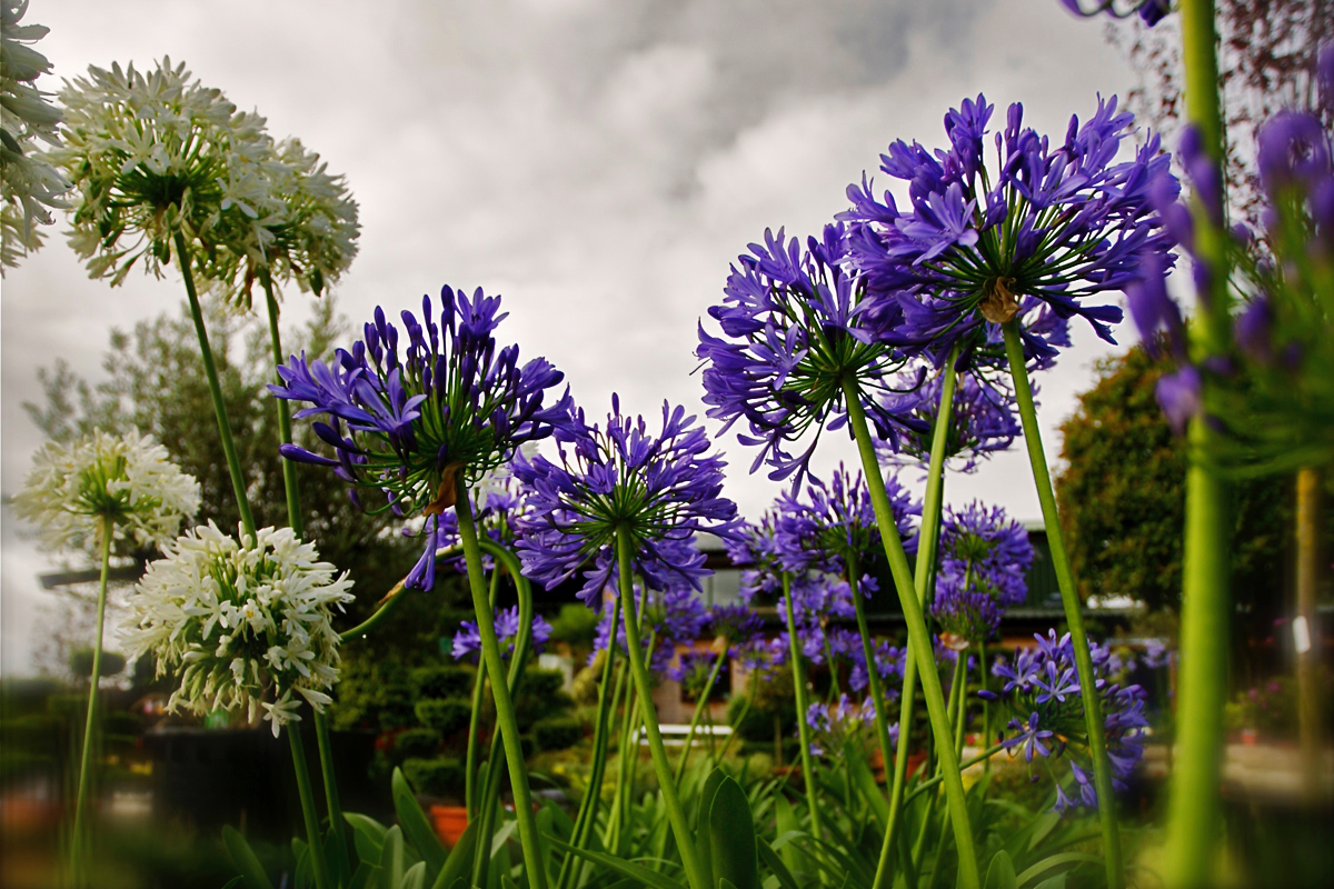 Agapanthus are splendid for combining with other summer flowering perennials