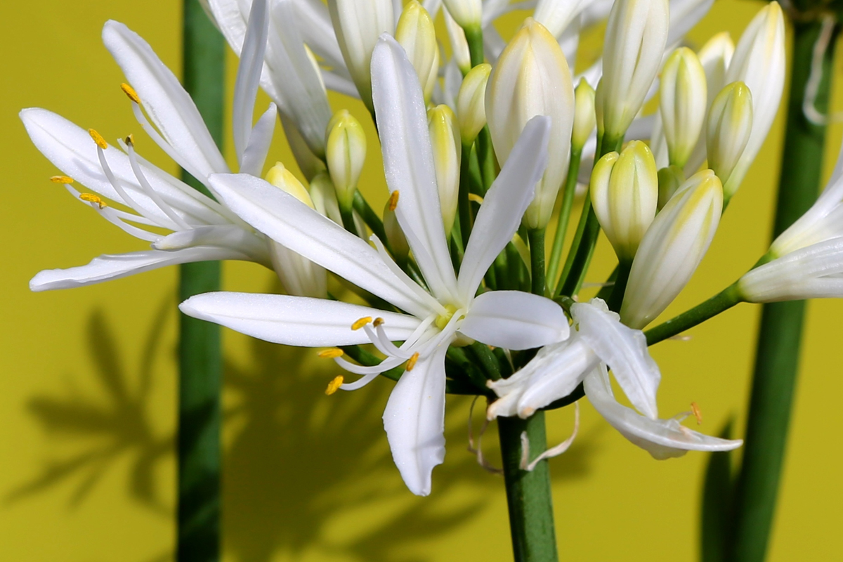 The stunning clear white flowers of Agapanthus Whitney