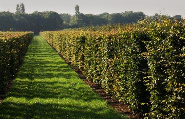 Hedges are the ideal solution to screening and creating windbreaks