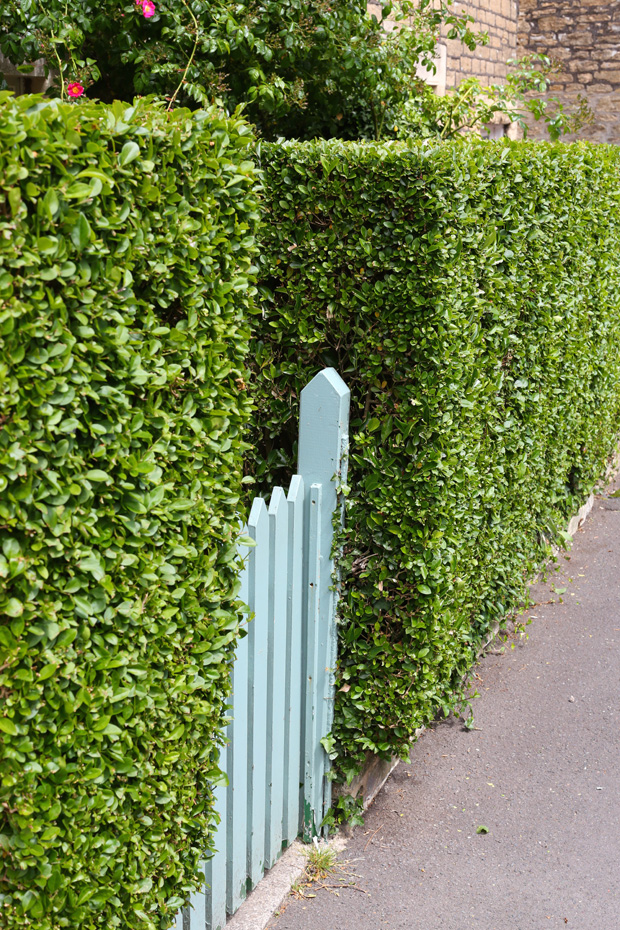 Enhance your garden with a hedge
