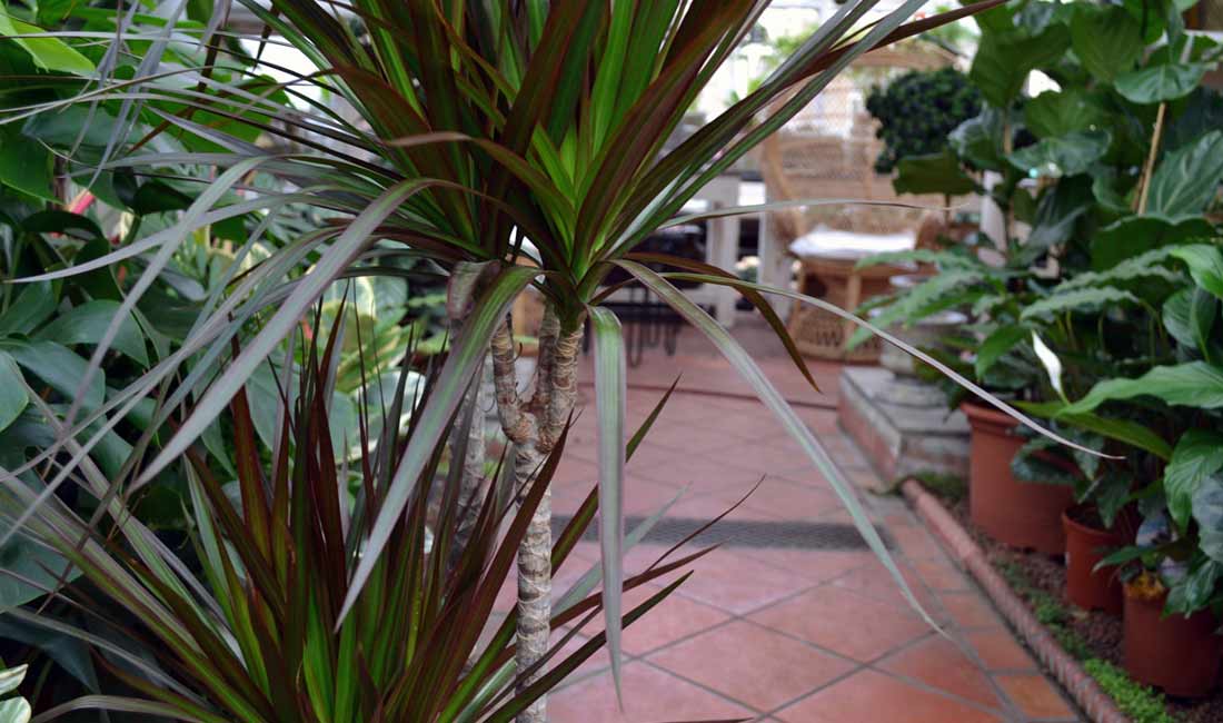 Dracaena Dracaena