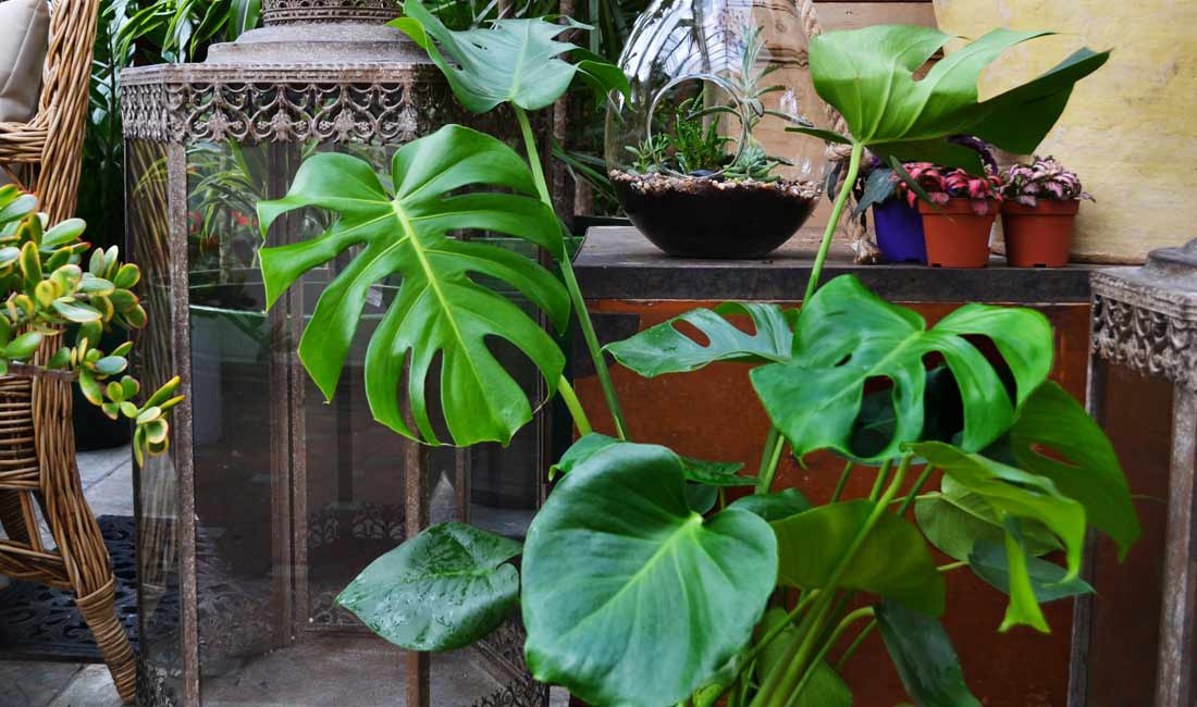 Monstera deliciosa – Swiss Cheese Plant Monstera deliciosa – Swiss Cheese Plant