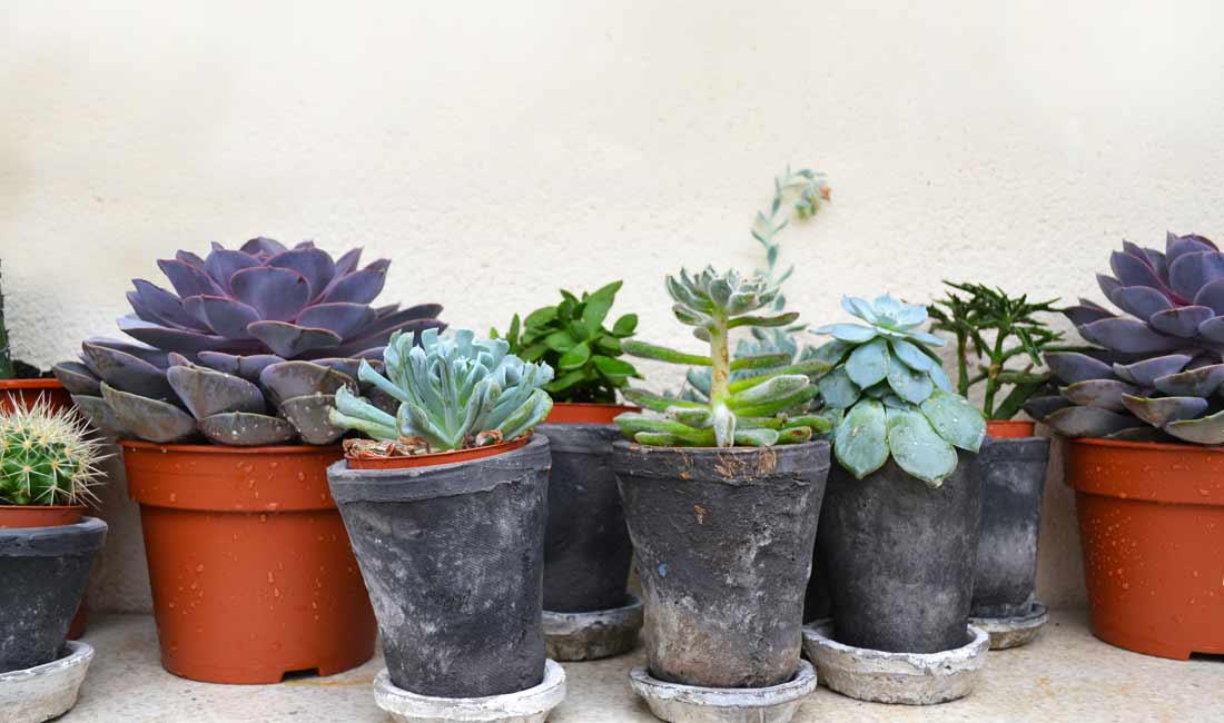 Succulents Succulents