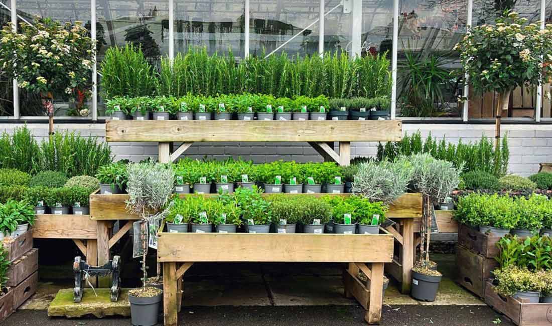 Herbs