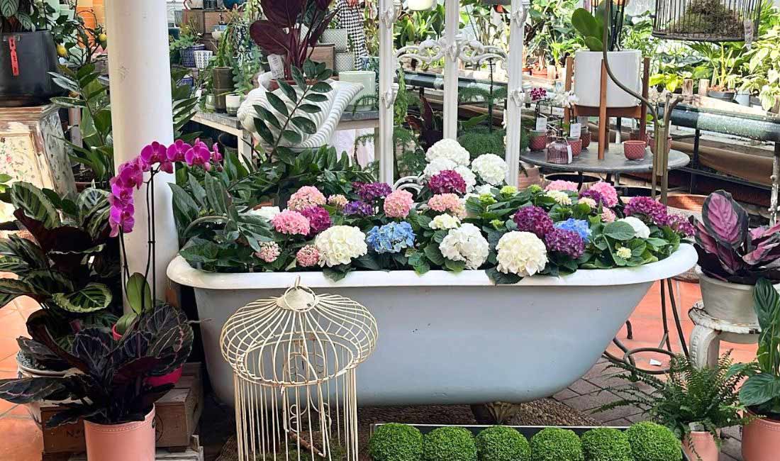 Flowering Houseplants