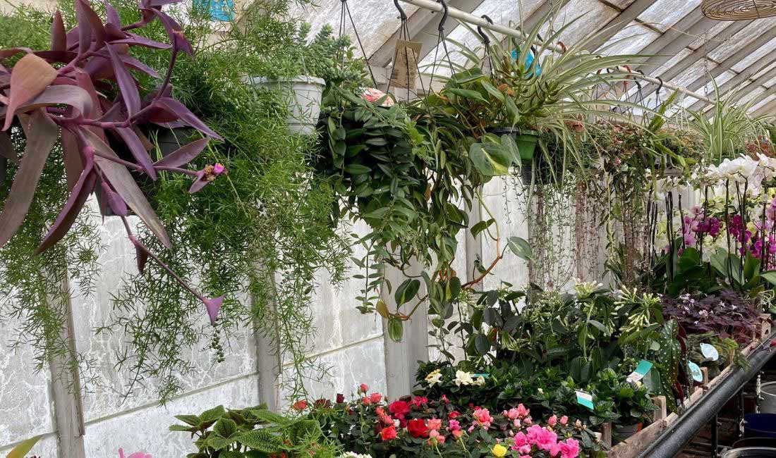 Trailing Houseplants Trailing Houseplants