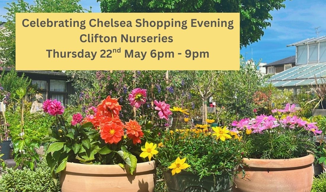 Celebrating Chelsea Flower Show at Clifton Nurseries Celebrating Chelsea Flower Show at Clifton Nurseries