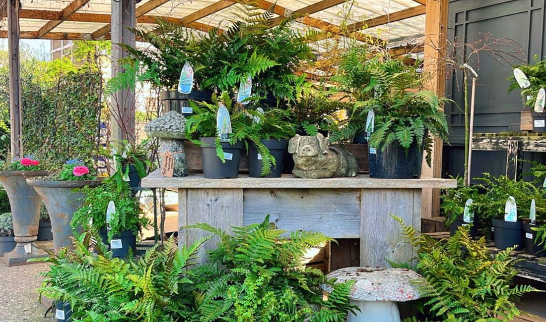 Shade Loving Plants Shade Loving Plants