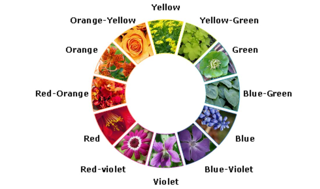 Live Life in Colour with Clifton Nurseries Live Life in Colour with Clifton Nurseries