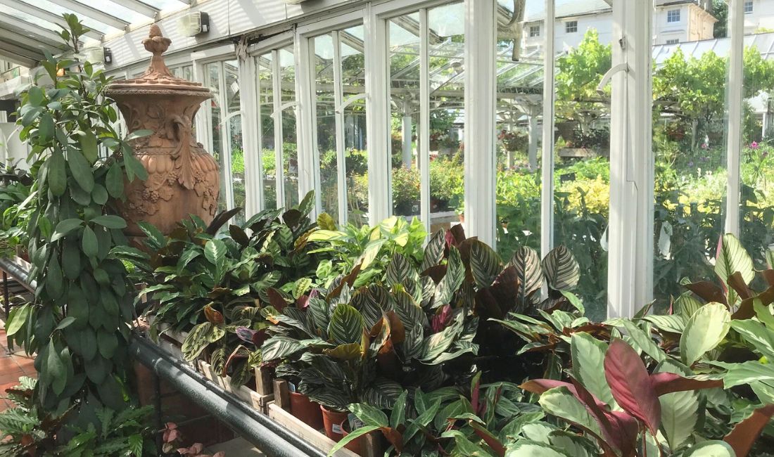 Foliage Houseplants Foliage Houseplants