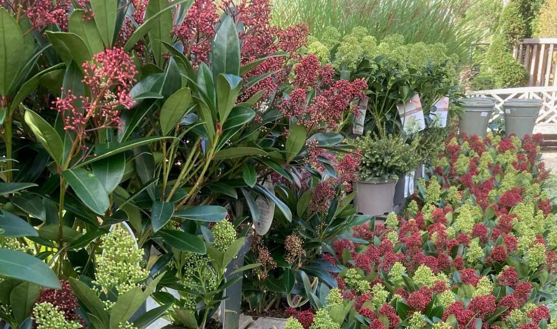 Shrubs Shrubs