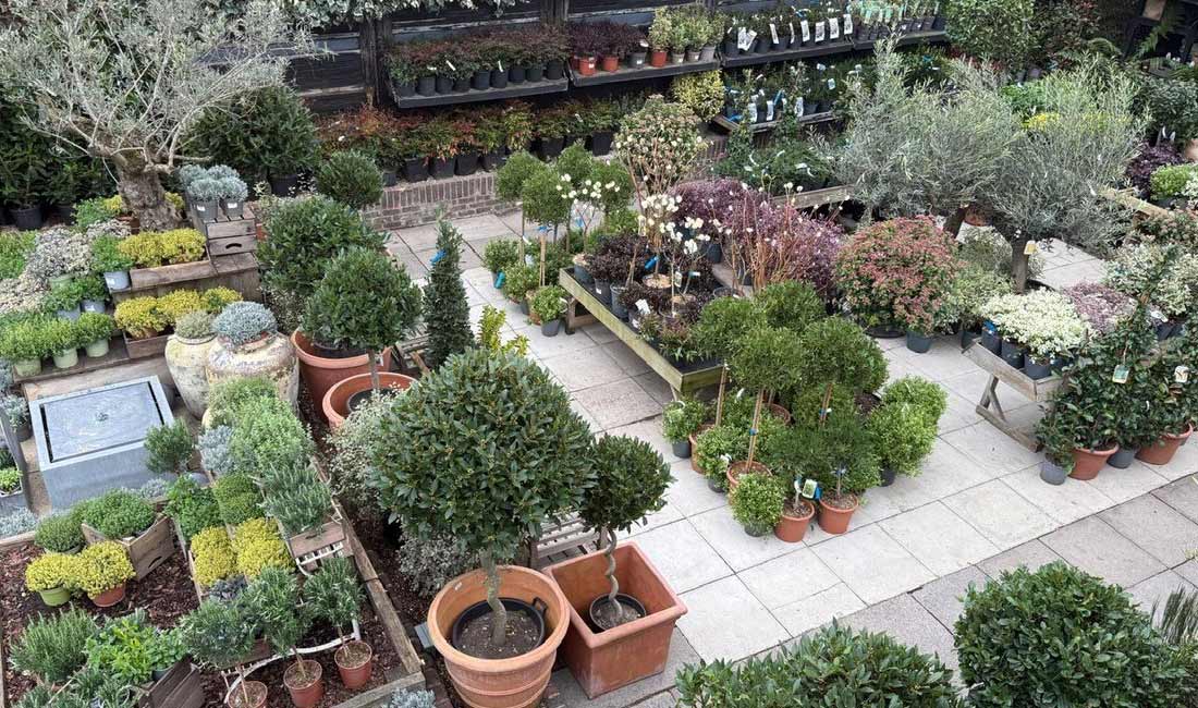 Celebrating 175 Years of Inspiring Gardeners