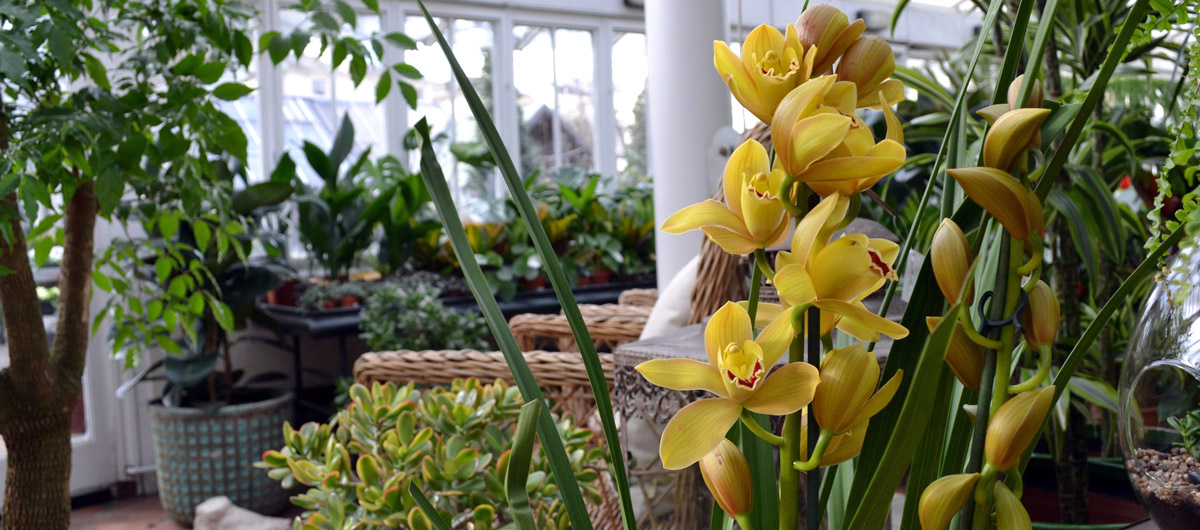 ​Clifton Nurseries Plant Care Guides: Cymbidium Orchids
