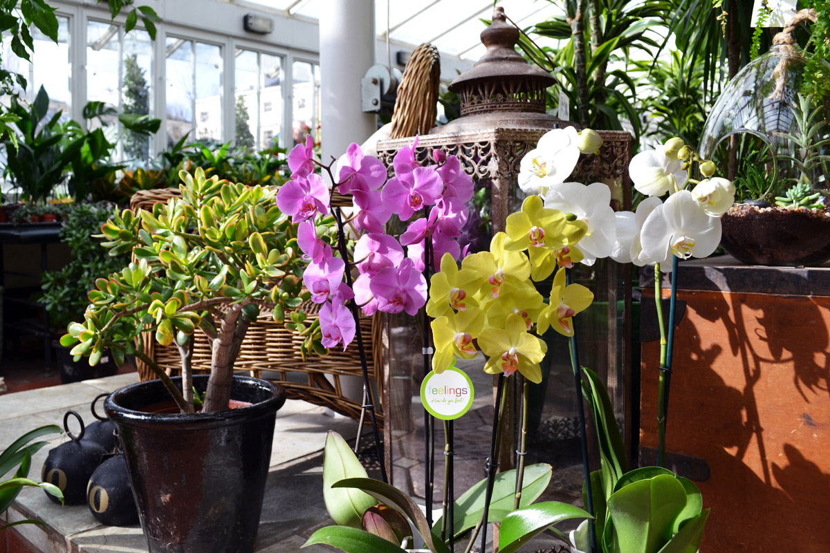 Clifton Nurseries Plant Care Guides - Phalaenopsis Orchids