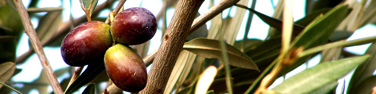 The Fruit of the Olive - not so tasty when eaten straight from the tree