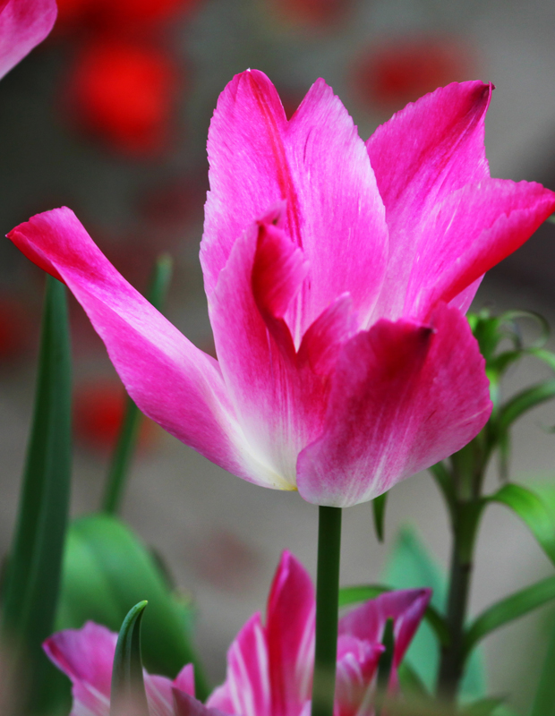 Tulips - ideal for Spring colour