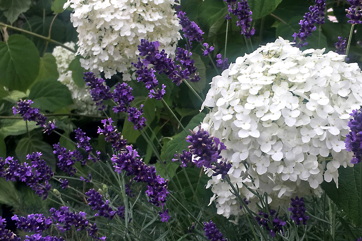 Hydrangea arborescens Annabelle teaming up with Lavender