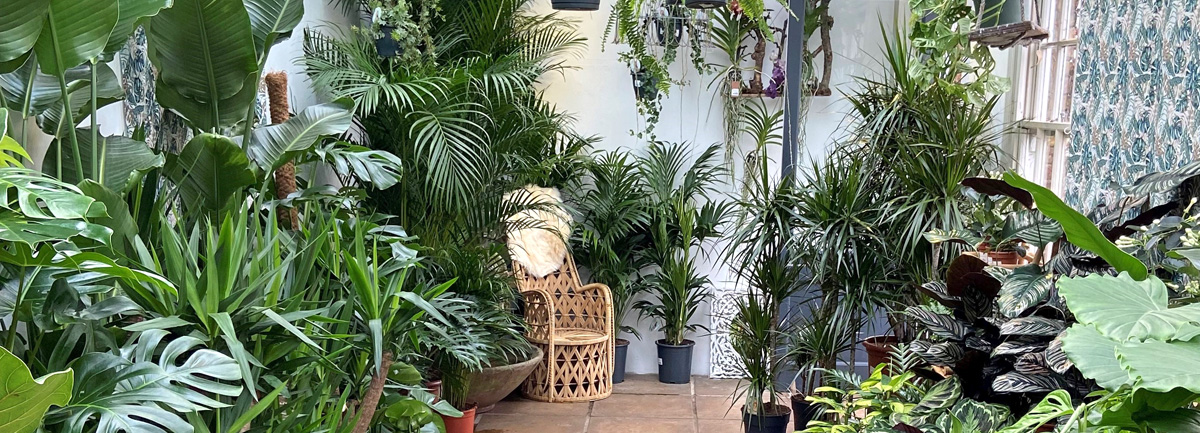 Even more houseplants at Clifton Nurseries