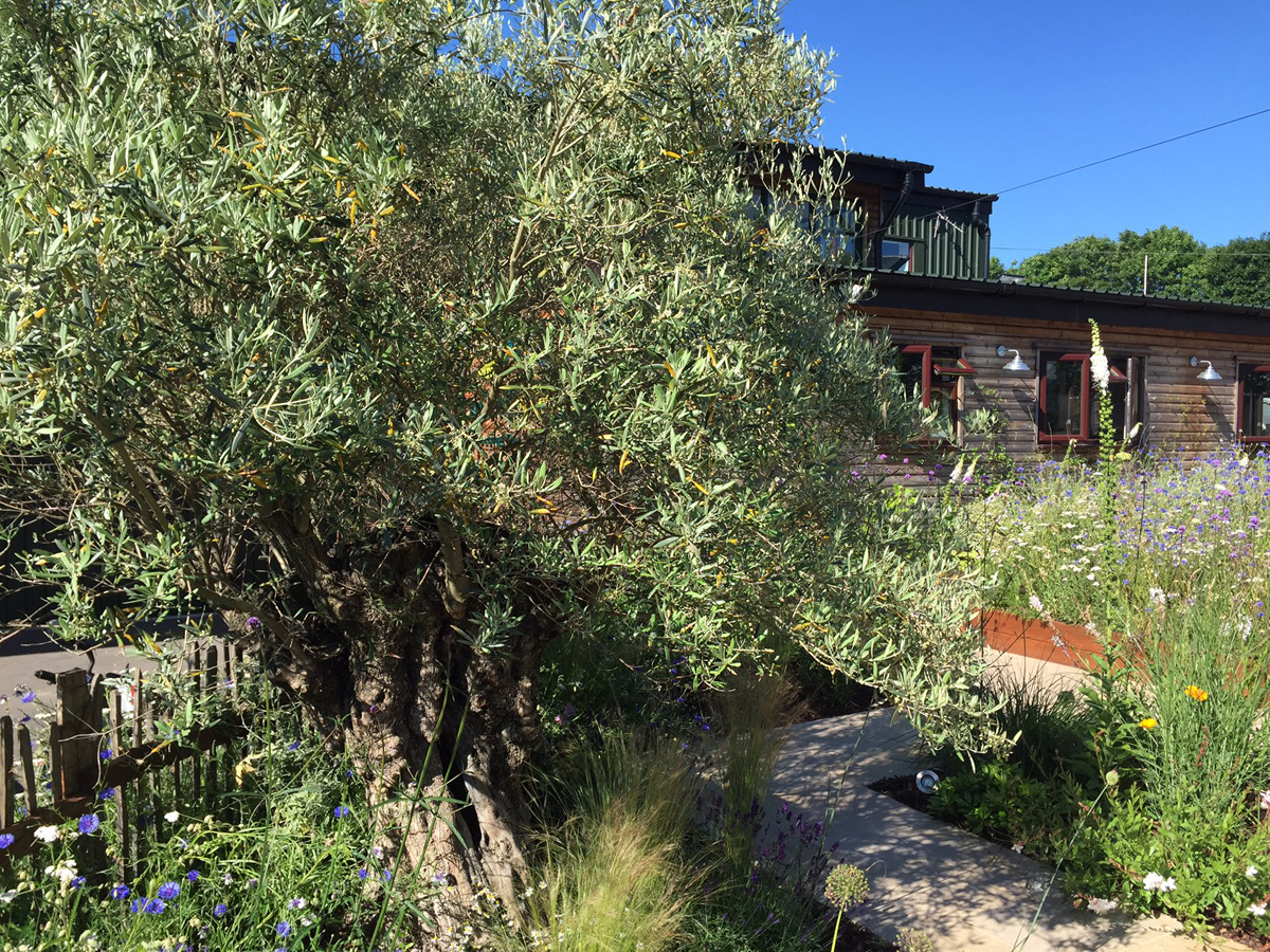 Olive Tree in The Show Garden