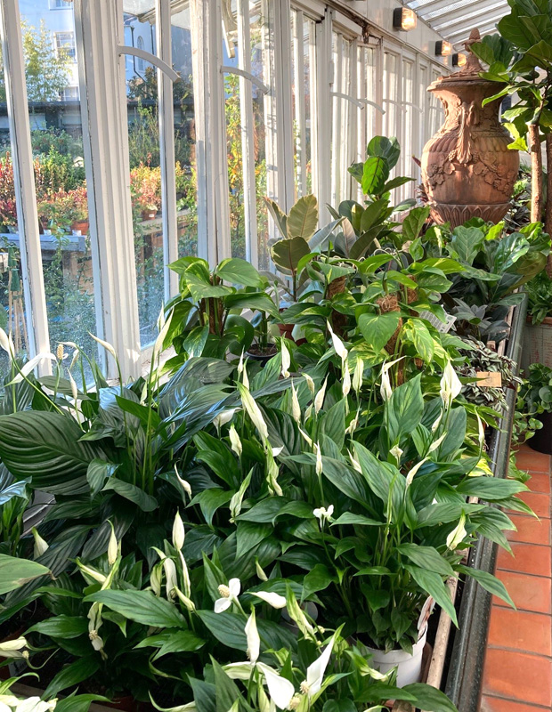 Air purifying peace lilies and other houseplants