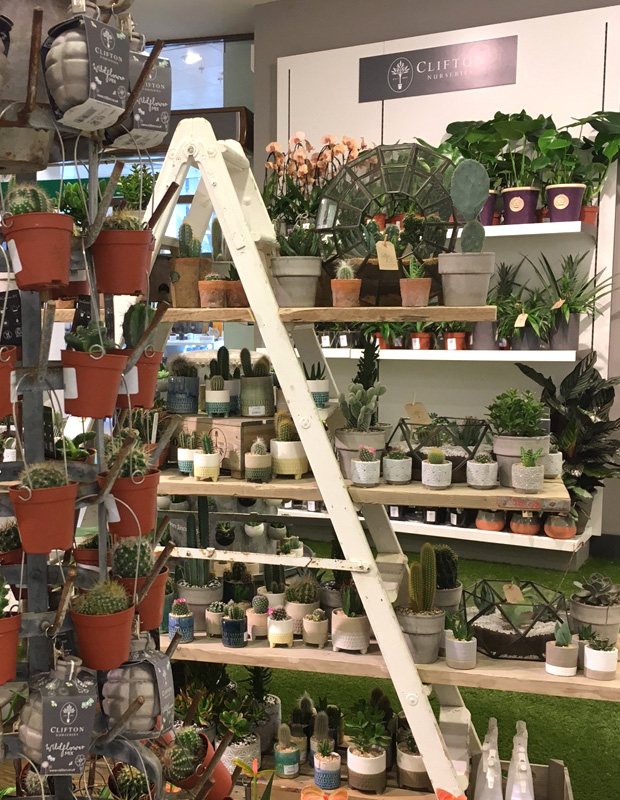 Houseplants from Clifton Nurseries
