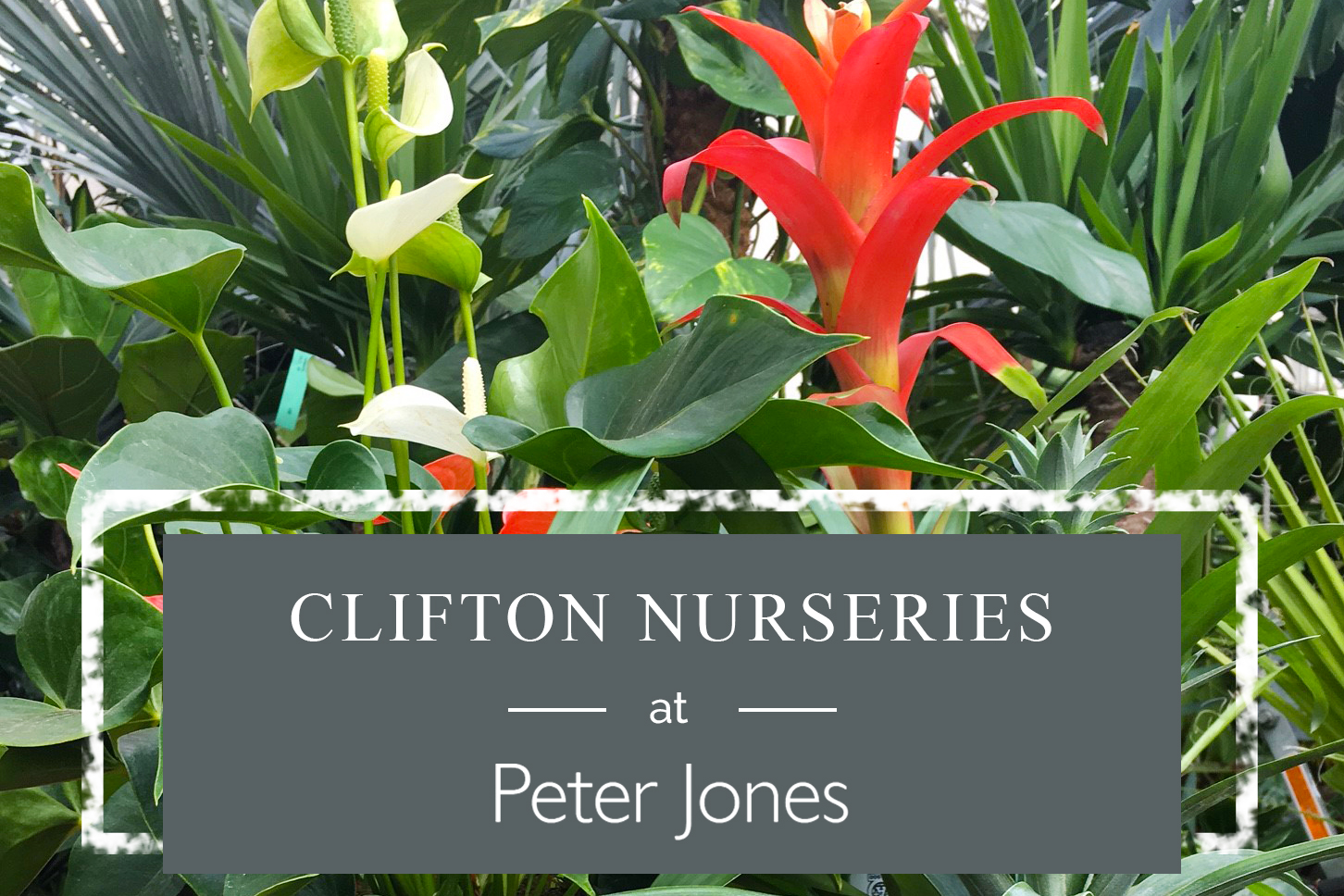 Clifton Nurseries at Peter Jones