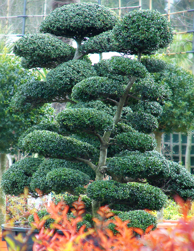 Topiary - Ilex crenata