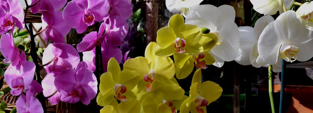 Clifton Nurseries Plant Care Guides - Phalaenopsis Orchids