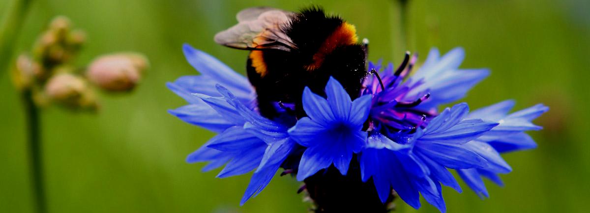 Clifton Nurseries Bee Friendly to your Bumblebees