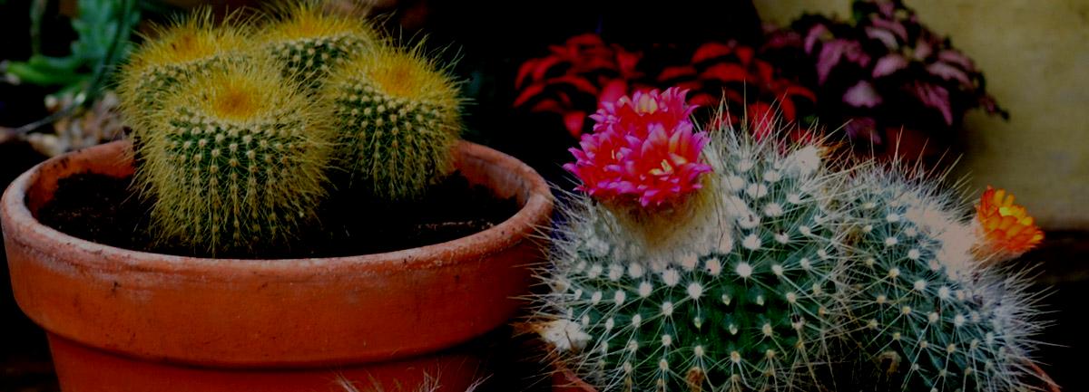Clifton Nurseries Plant Care Guides: Cacti (Desert Type) 