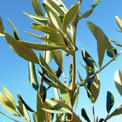 Clifton Nurseries Olive Trees