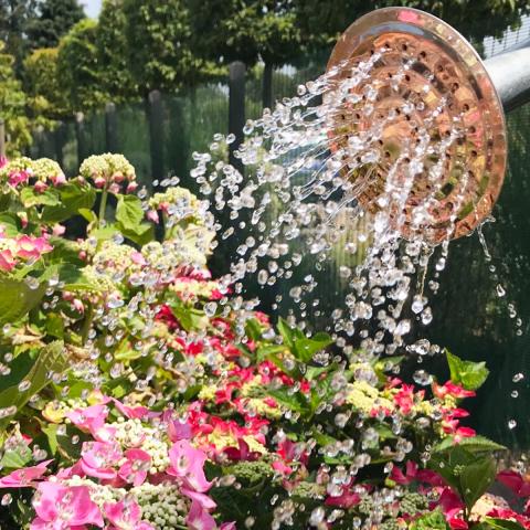 Watering Tips from Clifton Nurseries