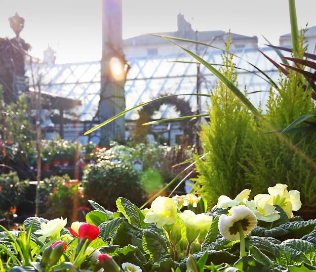 Clifton Nurseries - inspiring gardeners for 170 years