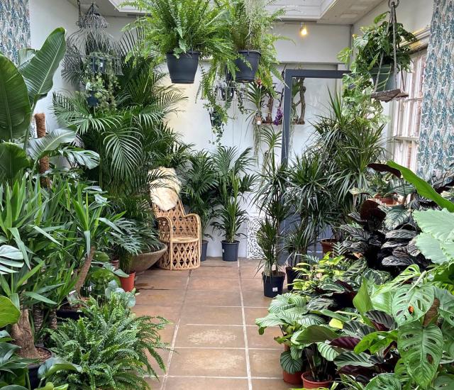 Even more houseplants at Clifton Nurseries