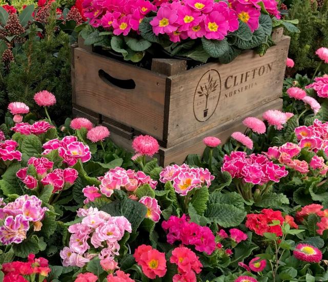 Clifton Nurseries celebrate National Flower Day