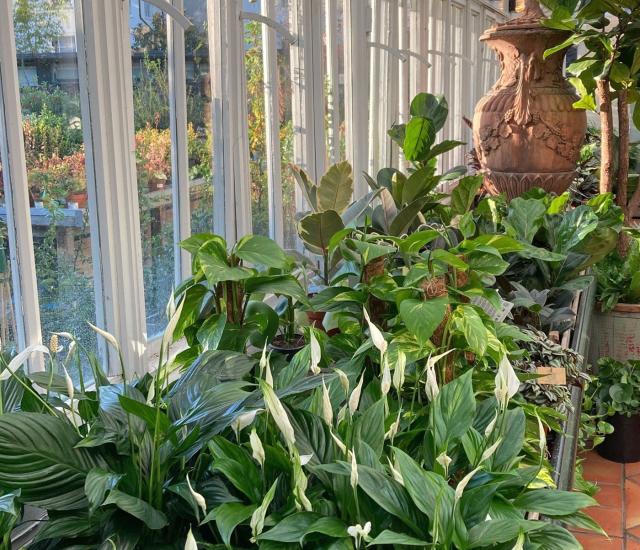 Clifton Nurseries - Be Healthy with Houseplants
