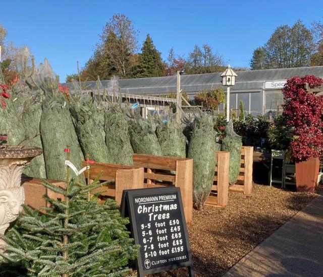 Clifton Nurseries Christmas trees now in