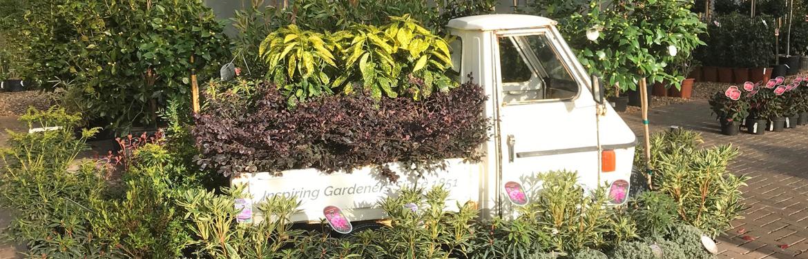 Clifton Nurseries Surrey plant display