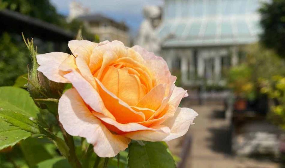 Roses
