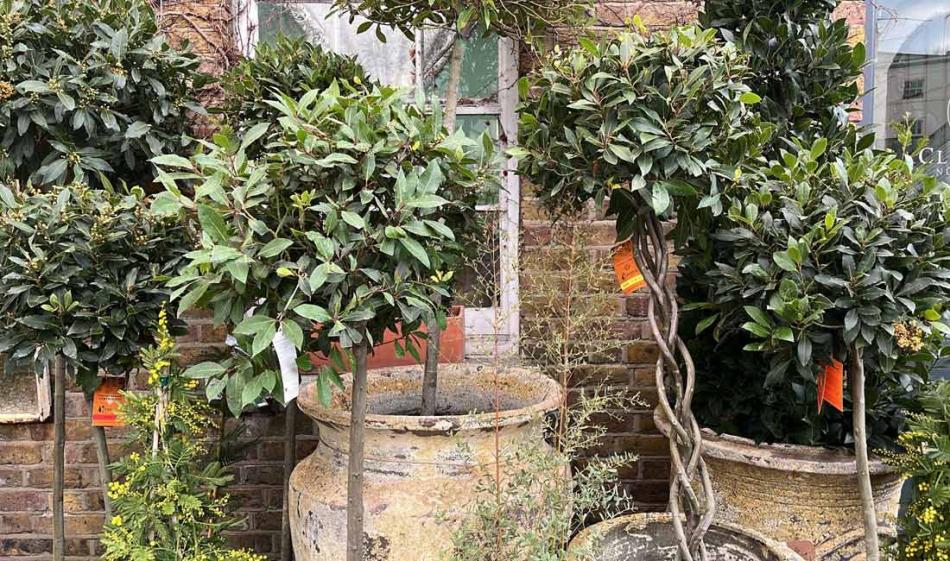 All About Topiary