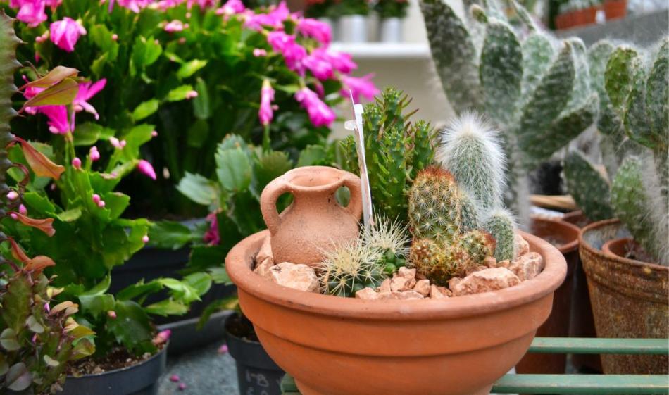 Drought Tolerant Houseplants
