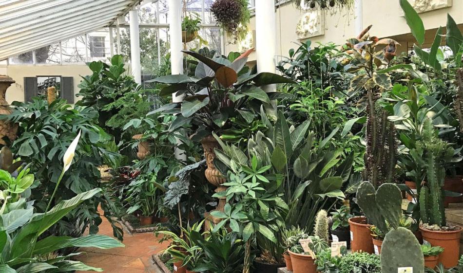 Large Houseplants