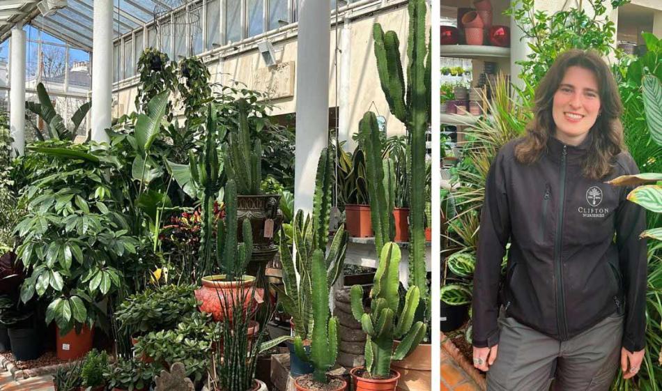 Top Trending Houseplants on Google