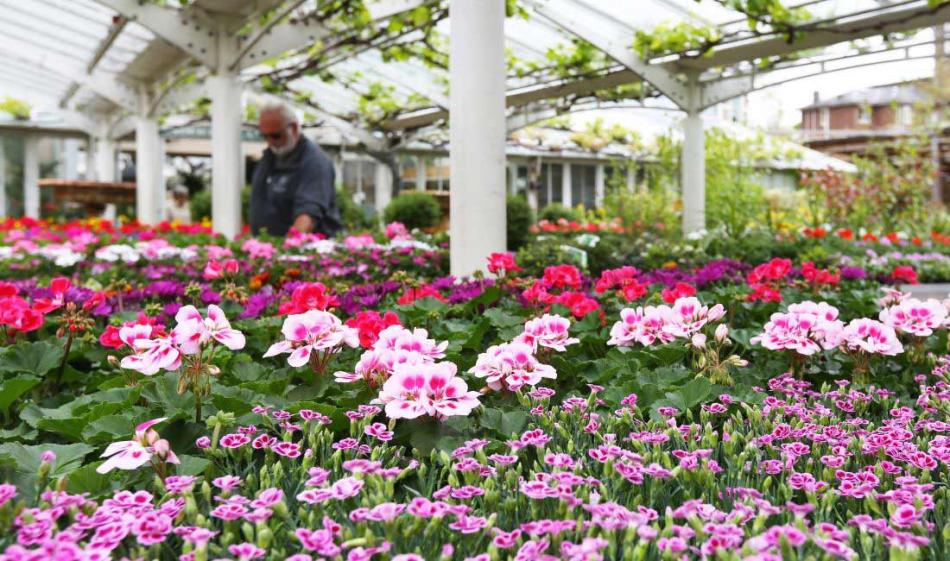 Bedding Plants