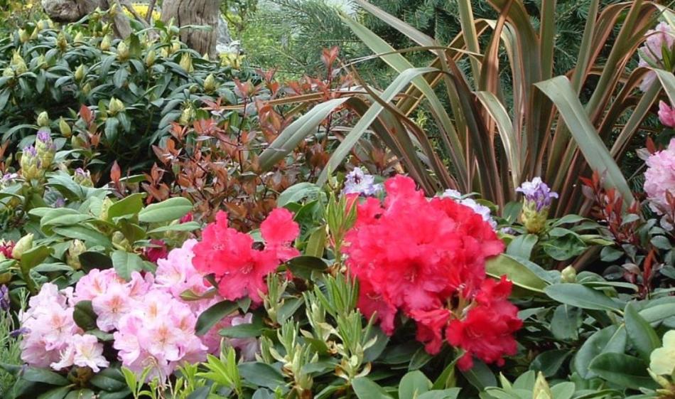 Ericaceous Plants