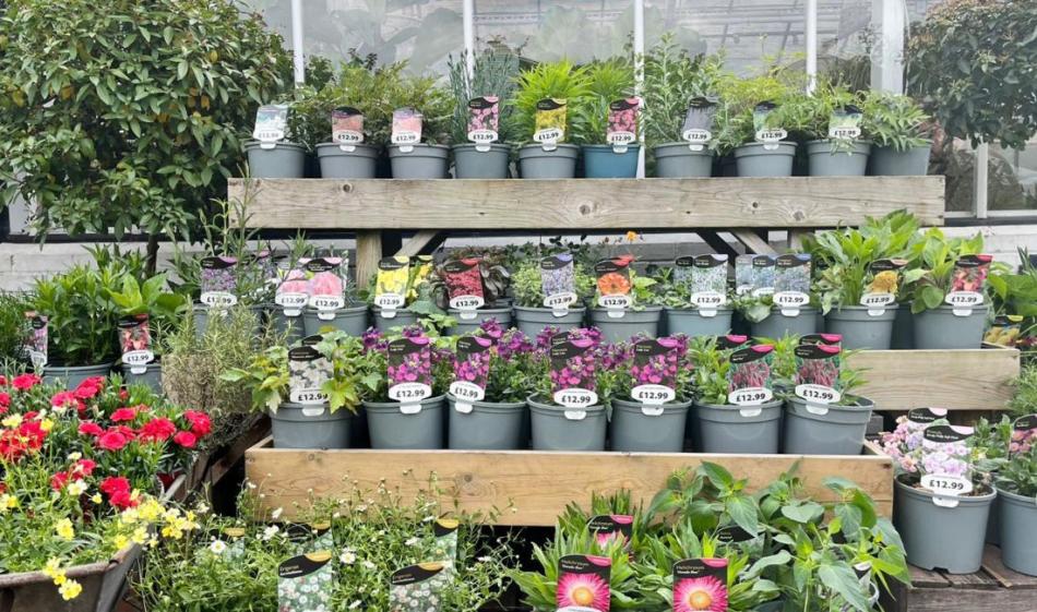 Friends of Clifton Perennial Special Offer
