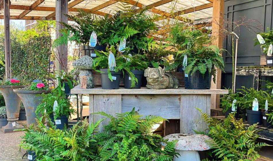 Shade Loving Plants