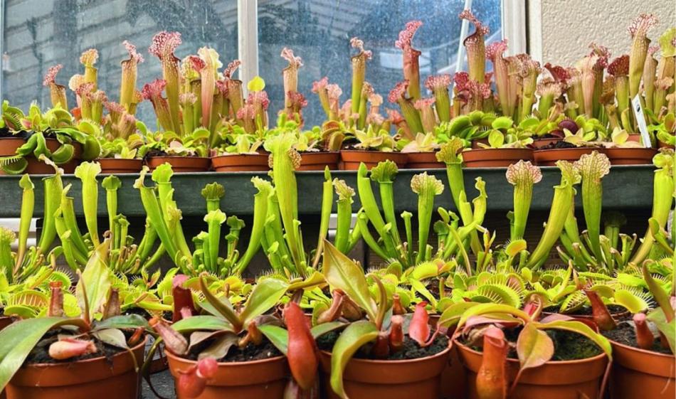 Carnivorous Houseplants