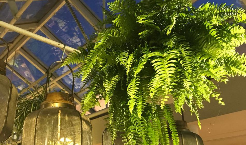 Low Light Houseplants